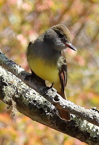 IMG_2577_gc_flycatcher