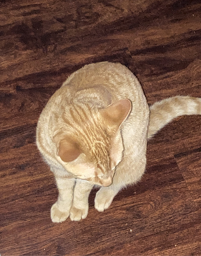 Screen Shot 2023-06-06 at 5.39.45 PM