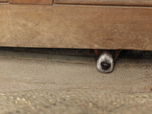 dog-hiding-under-wooden-cabinet-CUF31091