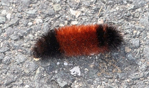 woolly-bear-caterpillar-winter (1)