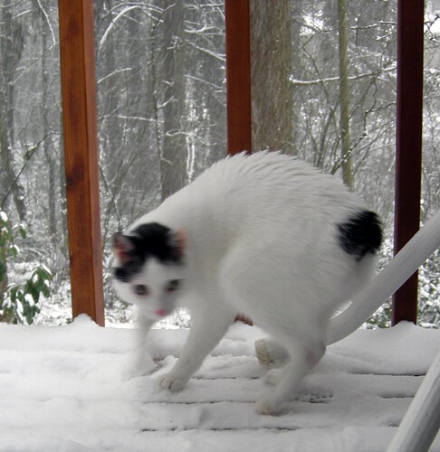 snow_cat