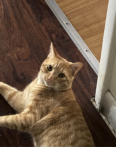 Screen Shot 2023-06-06 at 5.40.23 PM