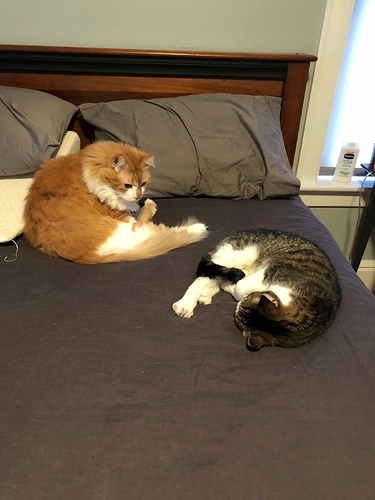 cats