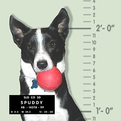 spuddy