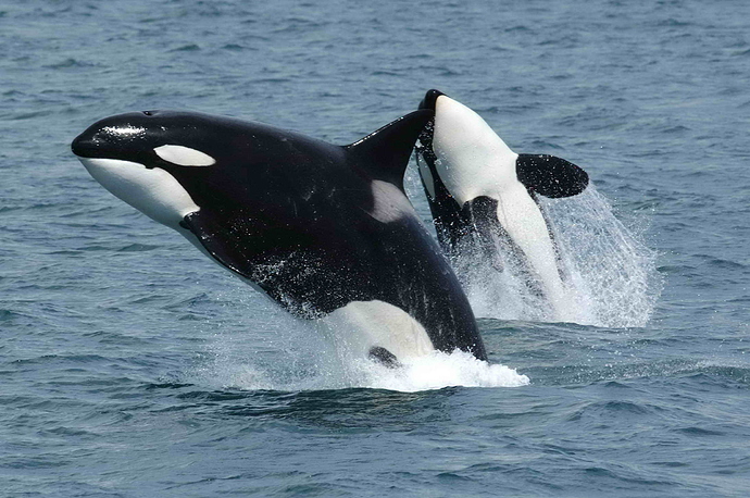 Killerwhales_jumping