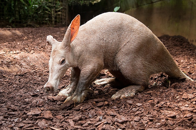 1200px-Aardvark_(Orycteropus_afer)