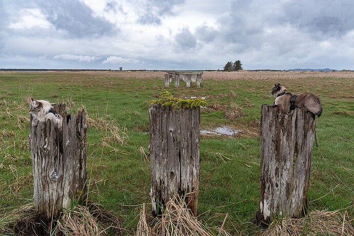 Stumped Kitties Cover-9462