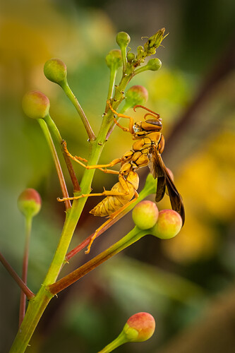 PRowelands_CCT_N_Wasp_2_After