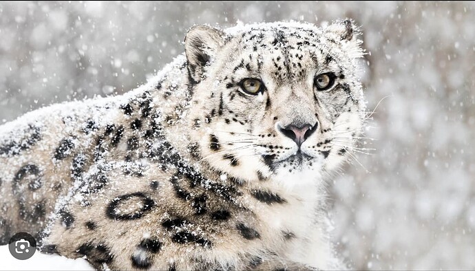 Screen Shot 2024-03-07 at 11.10.22 AM