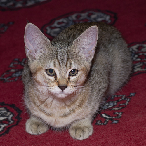 New Kitten 10-7-17-8018