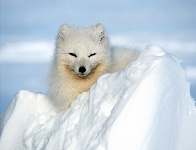 arctic fox webbie