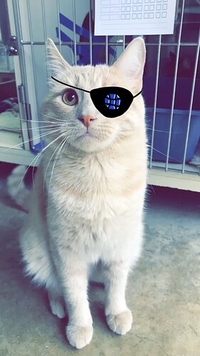 pirate_cat