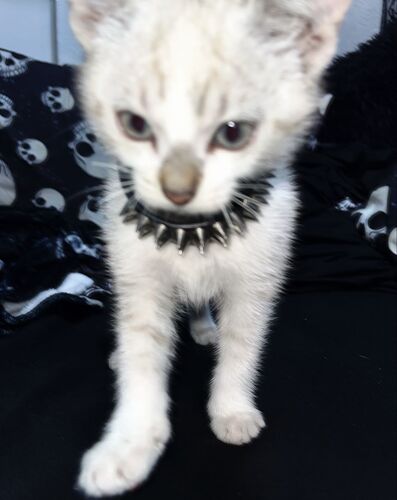 punk cat