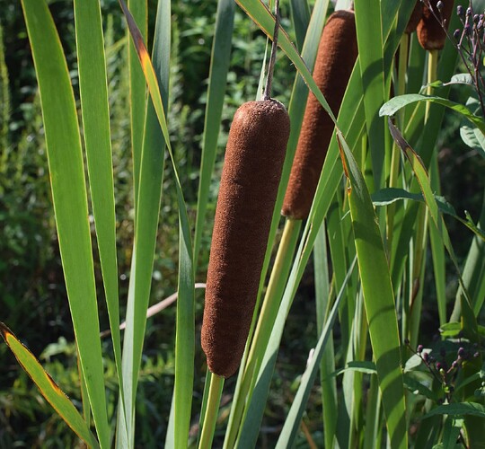 cattails-2660171_1920-130217114