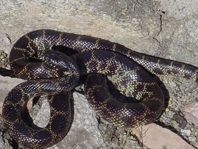 KingSnake_1_051604