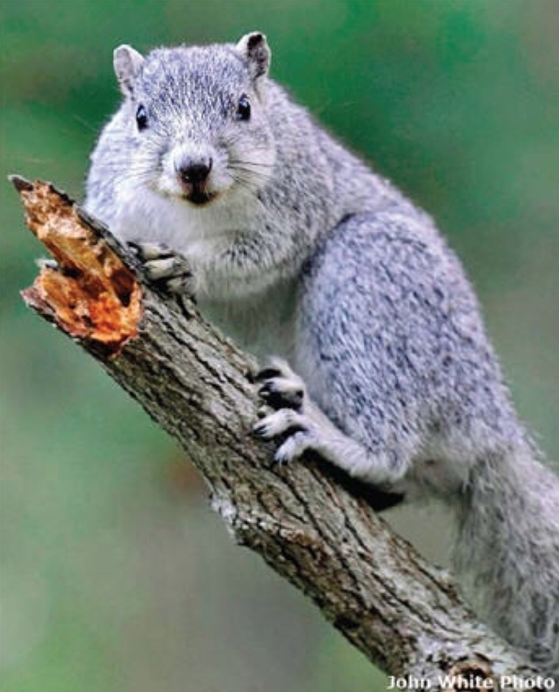 Американец животный. Животные США. Американский зверь. Fox Squirrel. Вымирающий вид белок.