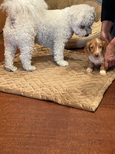 Kosmo and Ricky