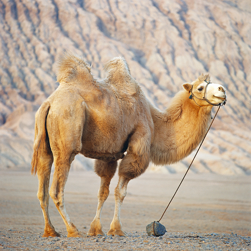 Bactrian-camel-Huoyan-Mountain-Uygur-Autonomous-Region