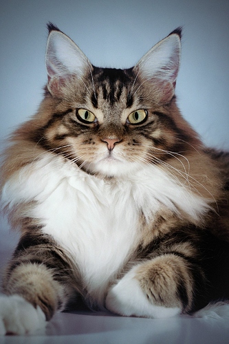 large-cat-breed-maine-coon-1553270773