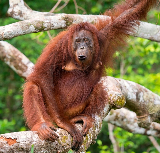 Orangutan-2039861496