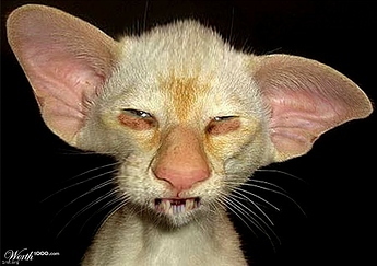 damn_ugly_cats_21-2780865008