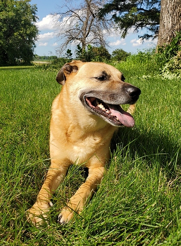 My dog, Frist