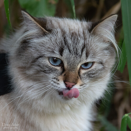 Sasha licking her chops-3659