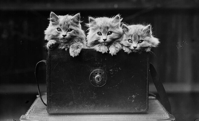 Persian kittens - 1931 copy