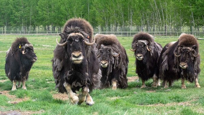 Muskox-Banner-May-28-2019-Lindsay-Caskenette-YWP_3-scaled