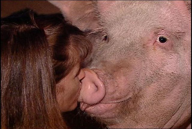Свинья женского. Поцелуй свиньи. Девушка с поросенком. Поросенок целует.