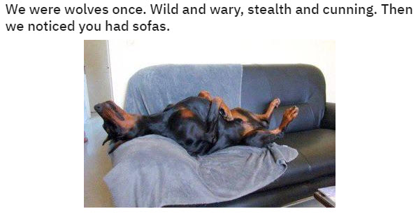 dogs- sofas