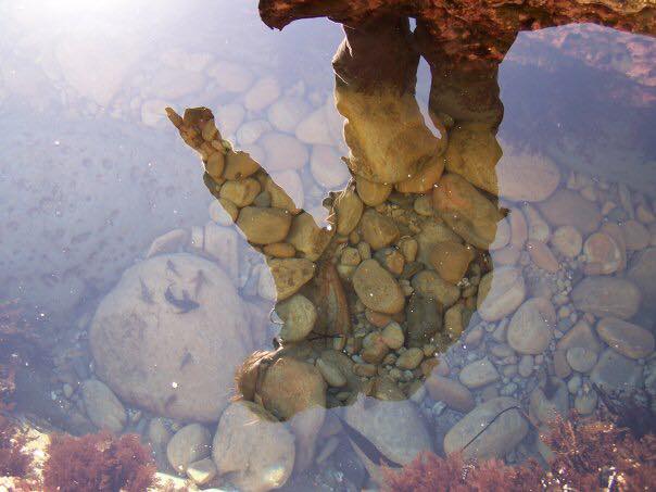 sculpin fry © 2016 Hannah McFall Stephens