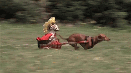 chihuahua-chariot