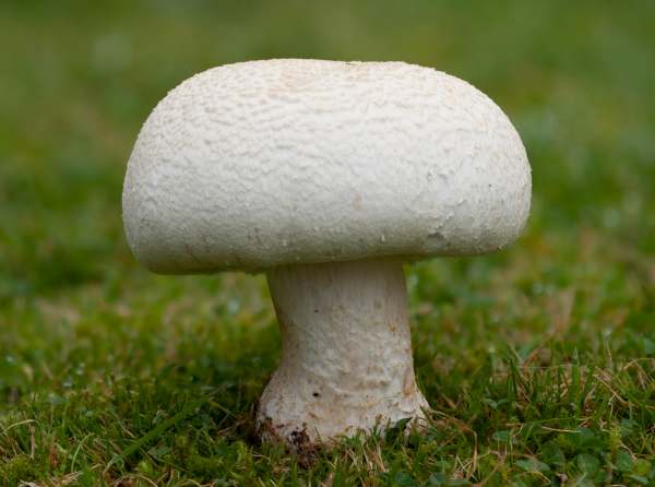 agaricus-arvensis1