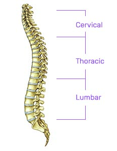 the-normal-spine