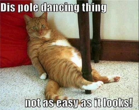 cat-pole-dance