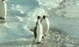 Penguin slap