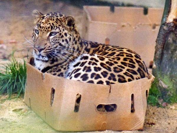 leopard-in-box