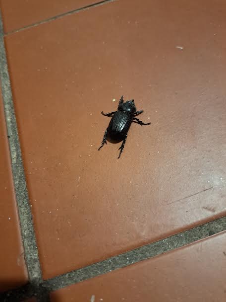 beetle