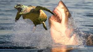 shark
