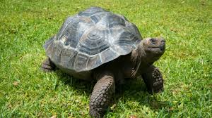 tortoise