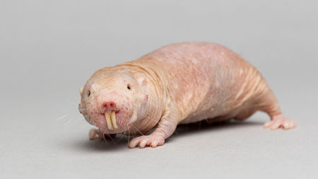 rat_16x9