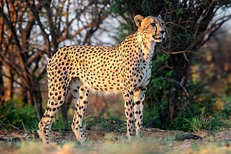 Male_cheetah_facing_left_in_South_Africa