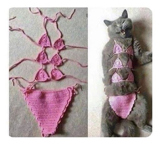 cat bikini