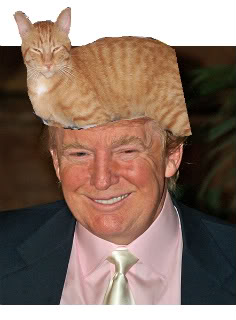 CatYourTrump