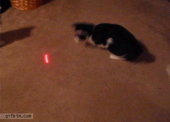1306235375_cat_vs_laser_pointer