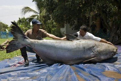 mekong-giant-catfish