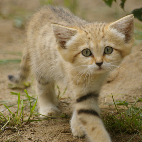 Sand-Cat