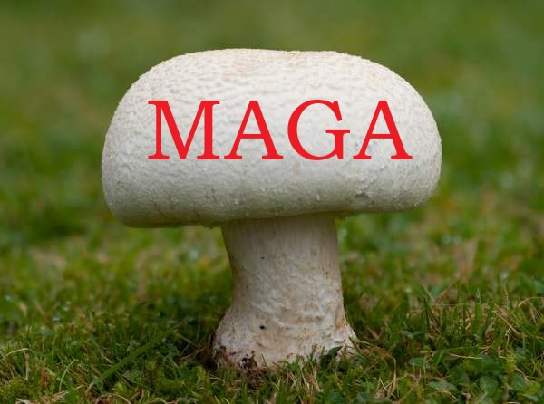 MAGA%20Mushroom