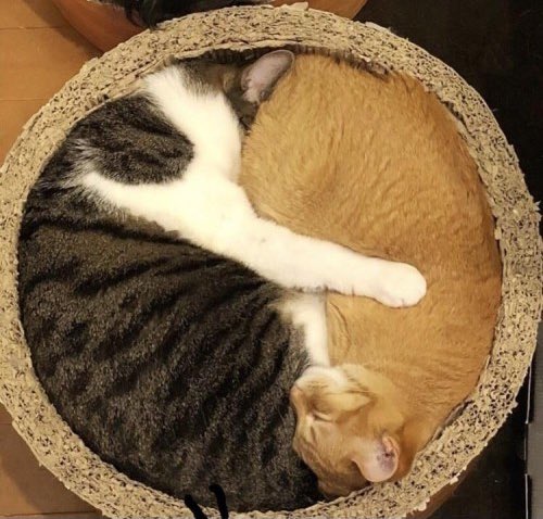 YinAndYang